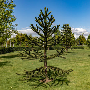 Désespoir des singes - Araucaria imbricata - Willemse