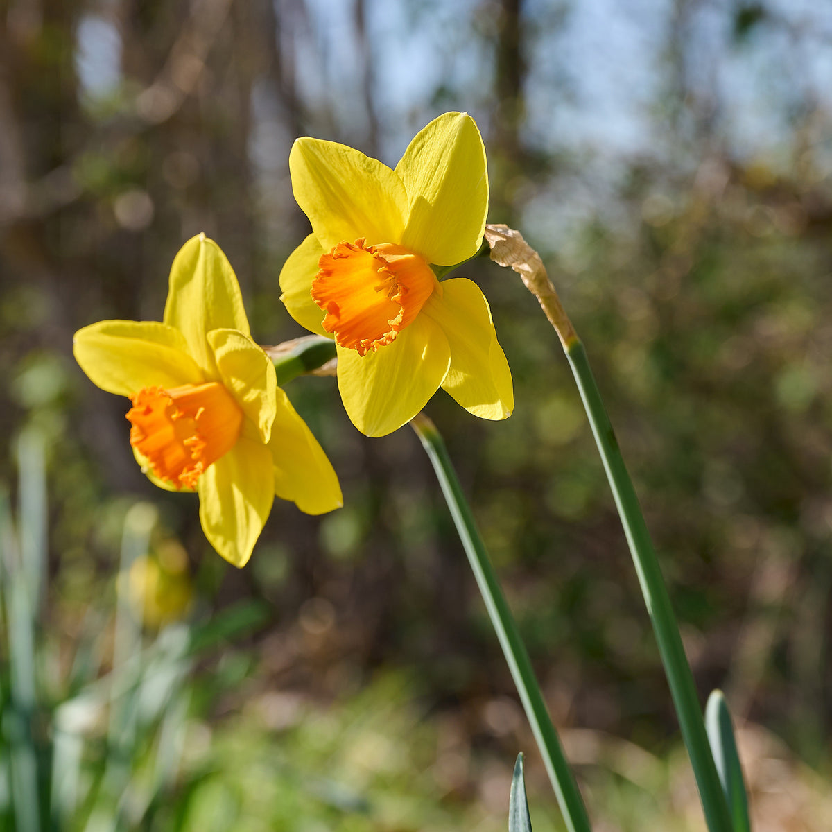 10 Narcisses Fortune - Willemse