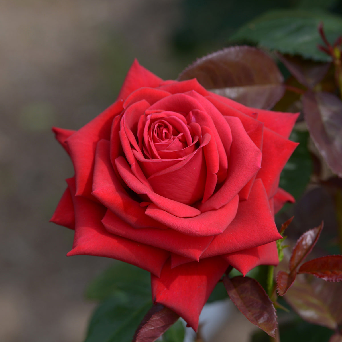 Rosier buisson Grande Amore ® - Rosa Grande Amore ® - Willemse