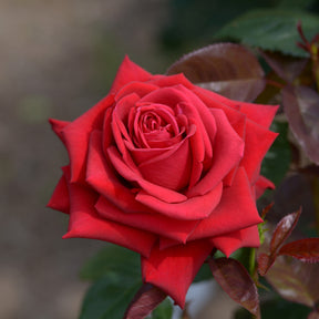 Rosier buisson Grande Amore ® - Rosa Grande Amore ® - Willemse