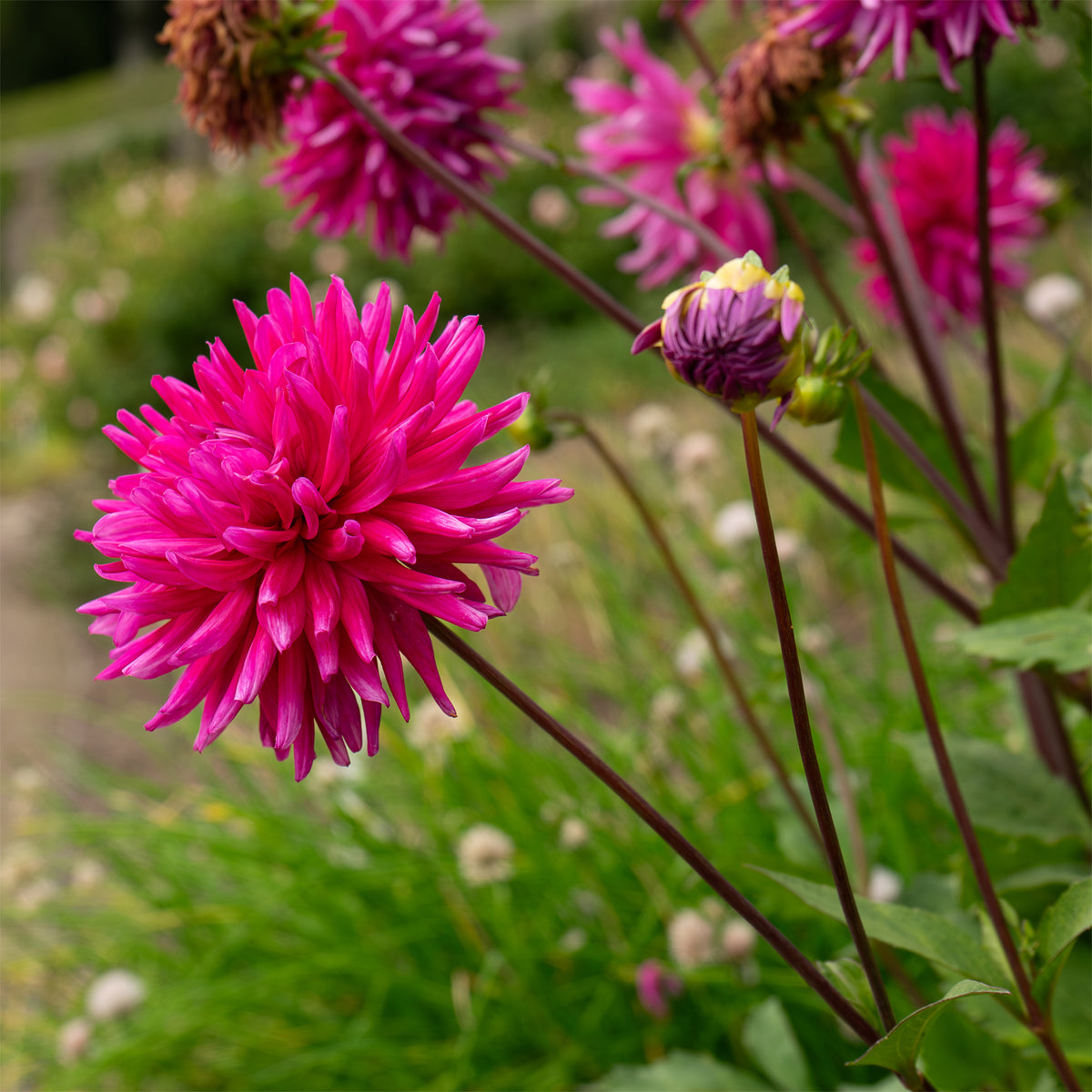 3 Dahlias cactus Purple Gem - Willemse