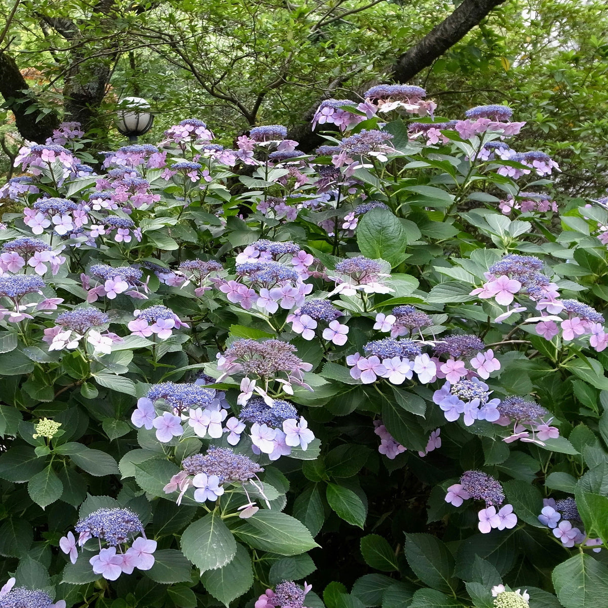 Hortensia Blueberry Cheesecake - Willemse