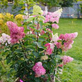 Hortensia Fraise Melba® 'Renba'