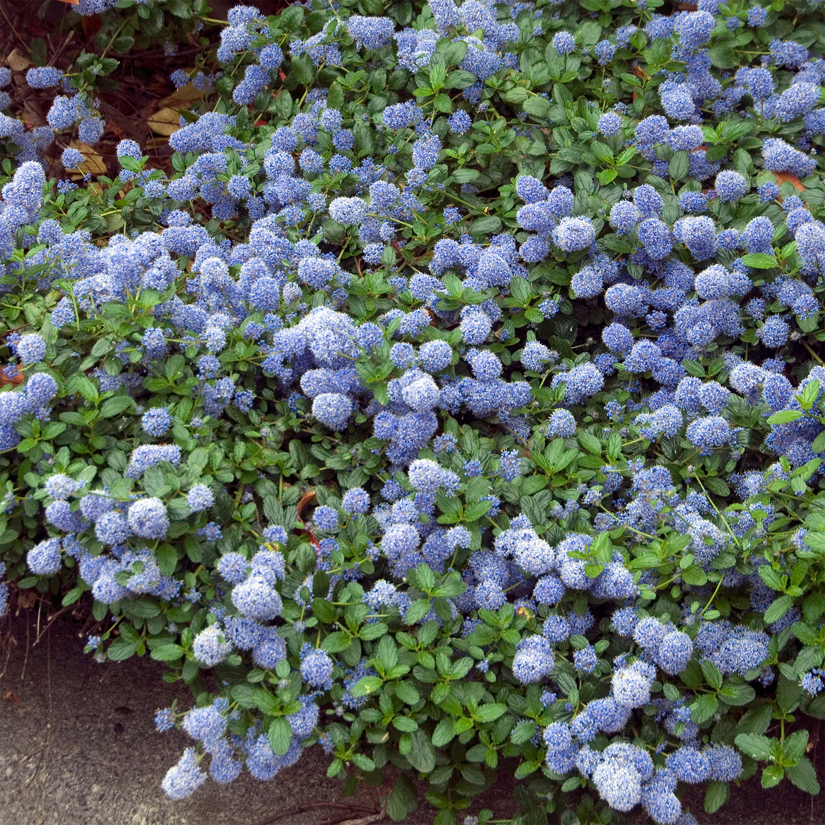 Céanothe repens - Willemse