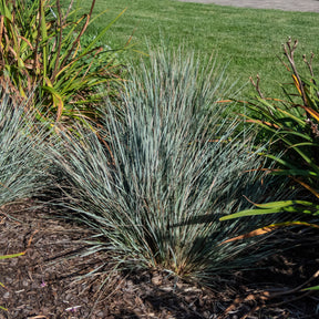 2 Avoines vivaces - Helictotrichon sempervirens - Willemse