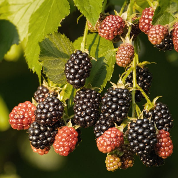 Mûrier Reuben - Rubus fruticosus reuben®