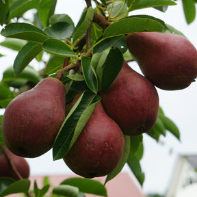 Poirier William's rouge - Pyrus communis William's red - Willemse