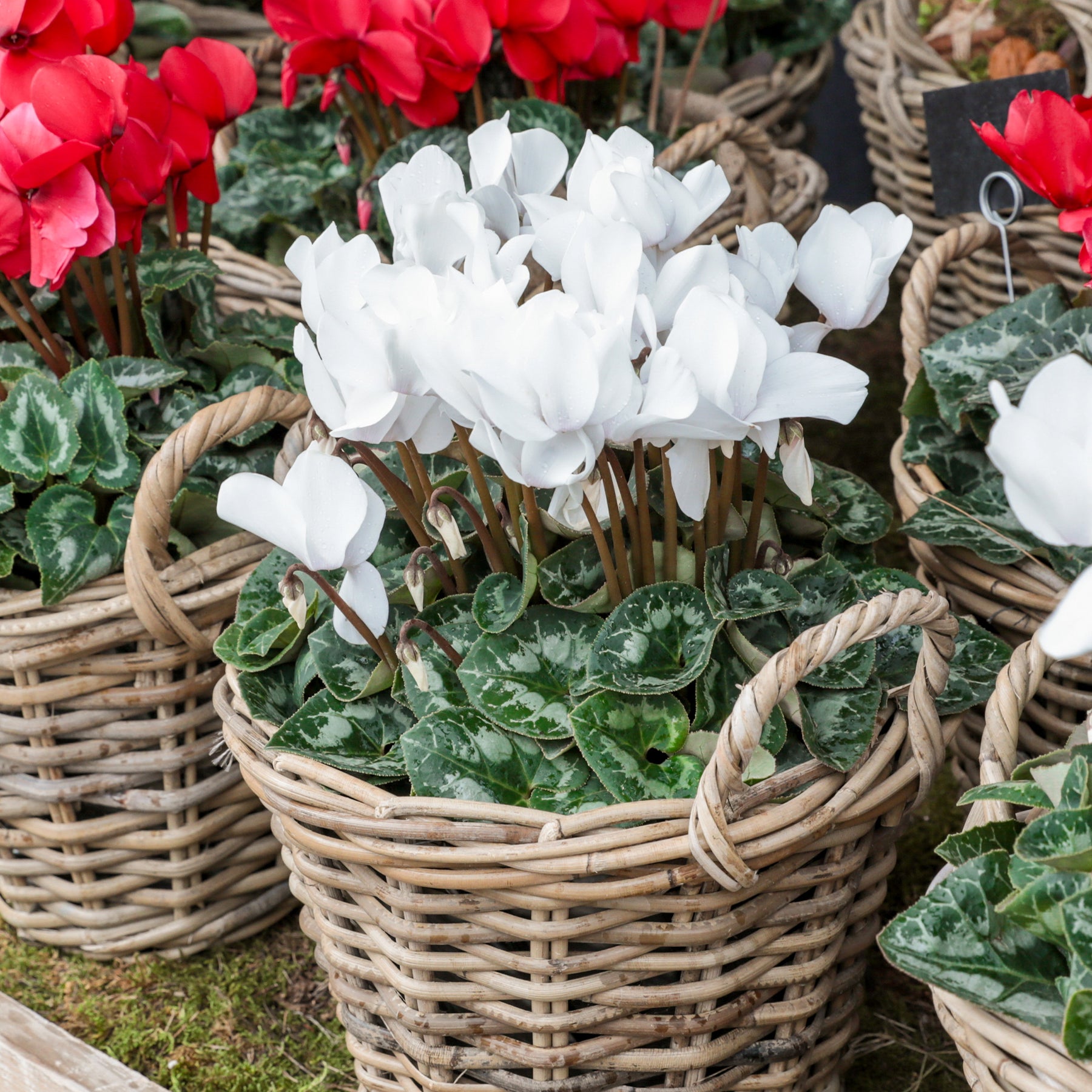 Vente 3 Cyclamens blancs - Cyclamen super série