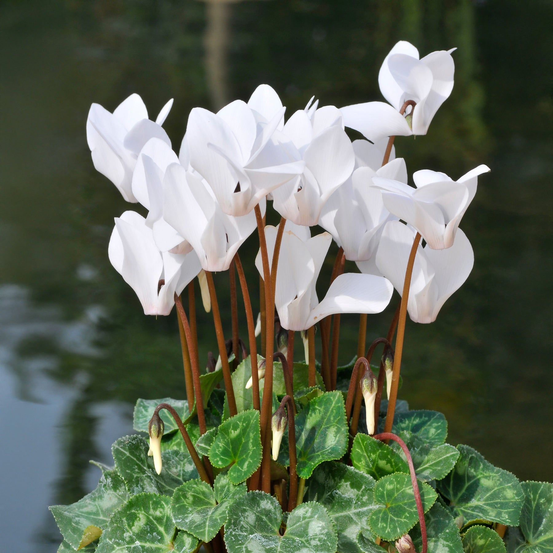 Cyclamen - 3 Cyclamens blancs - Cyclamen super série