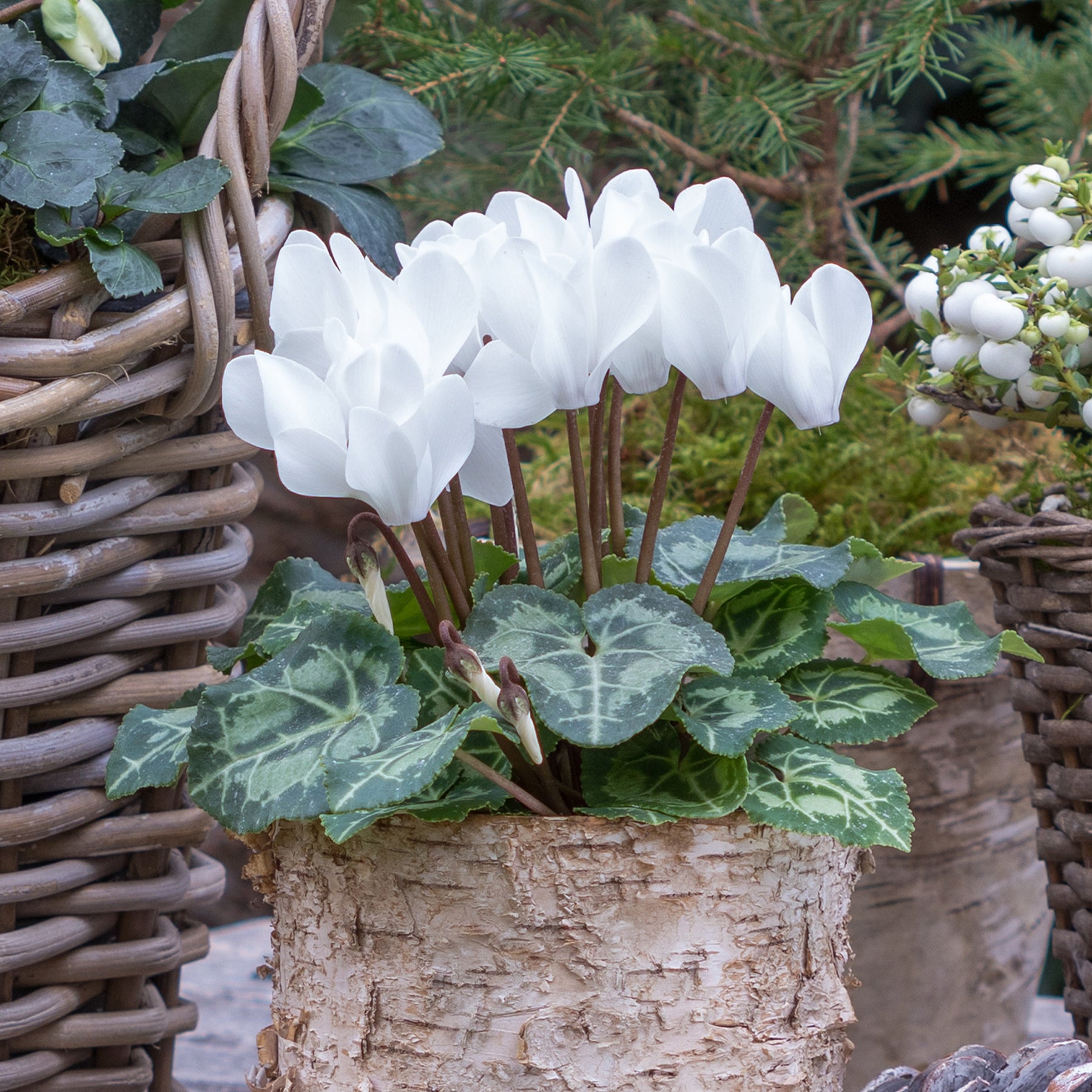 Cyclamen super série - 3 Cyclamens blancs - Cyclamen