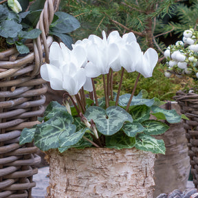 Cyclamen super série - 3 Cyclamens blancs - Cyclamen