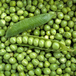 Pisum sativum petit provençal - Pois rond nain Petit Provençal - Pois et petits pois