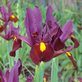 20 Iris de Hollande Red Ember - Iris hollandica Red Ember - Willemse