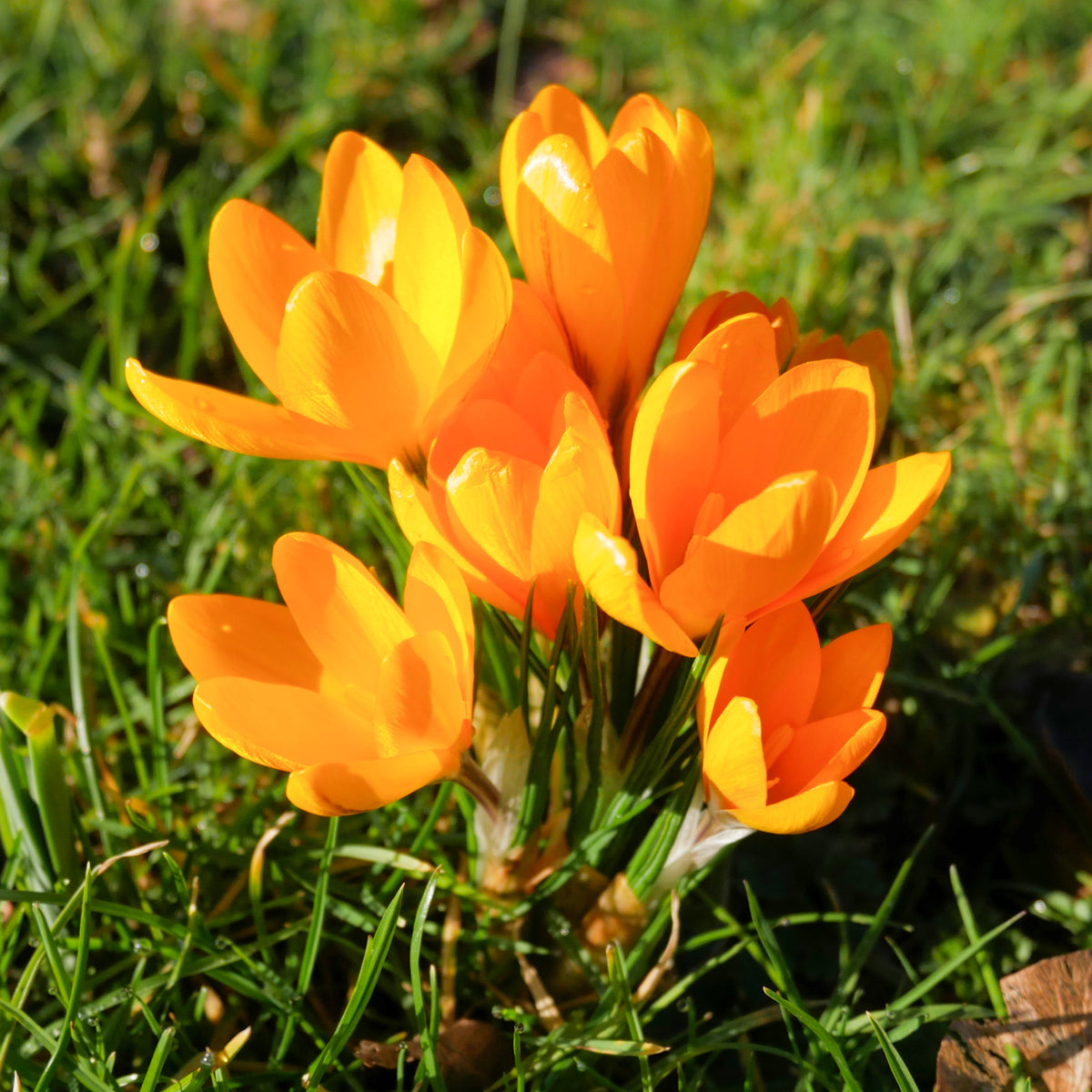 15 Crocus Mammouth jaune - Willemse