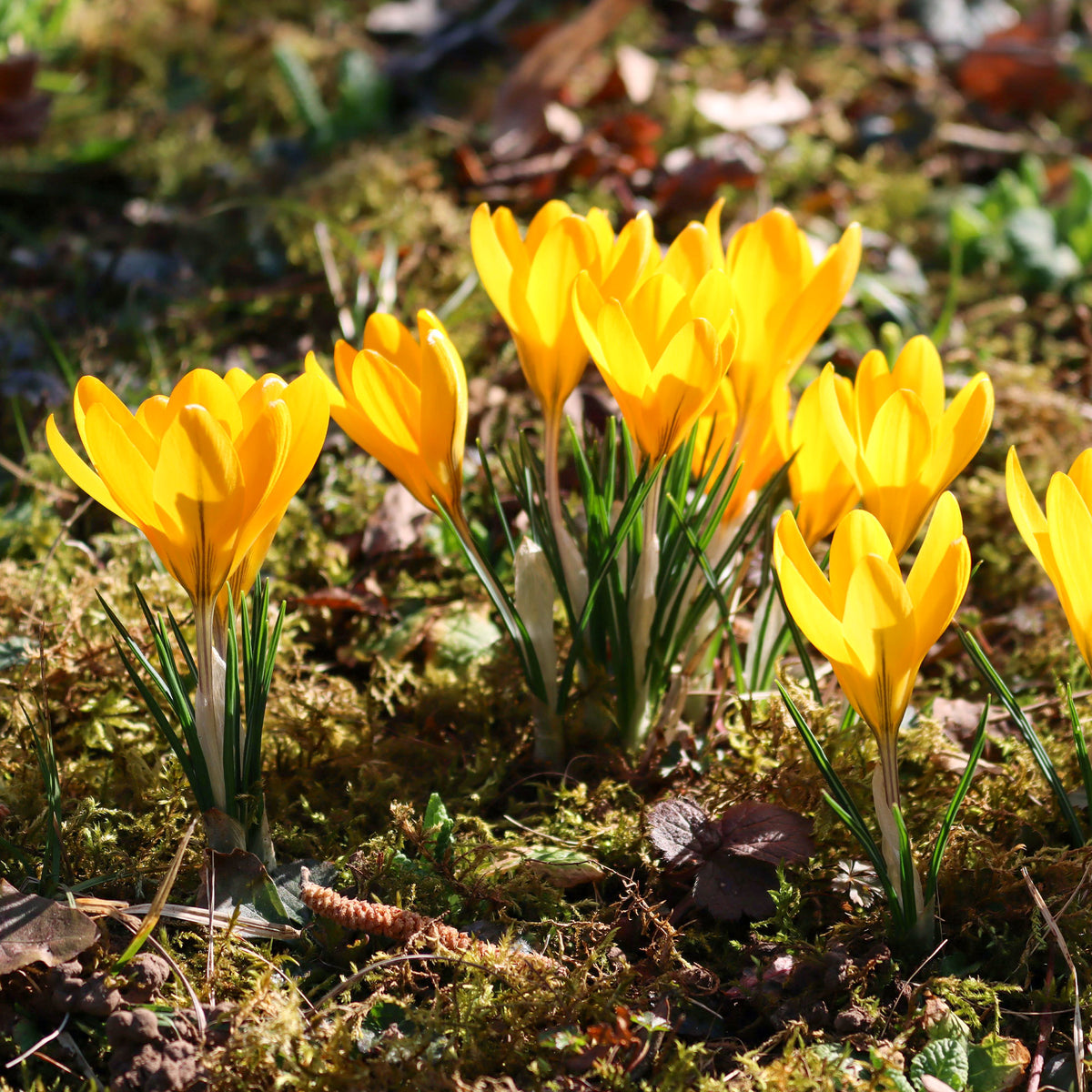 15 Crocus Mammouth jaune - Crocus vernus yellow Mammoth - Willemse