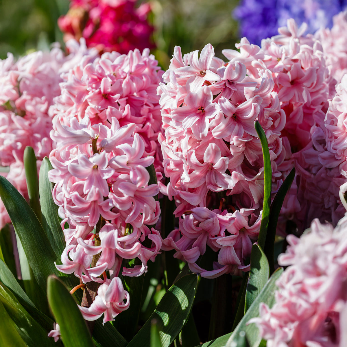 3 Jacinthes roses - Hyacinthus orientalis - Willemse