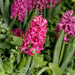 3 Jacinthes rouges - Hyacinthus orientalis - Willemse