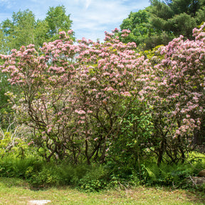 Kalmia latifolia - Laurier des montagnes - Lauriers