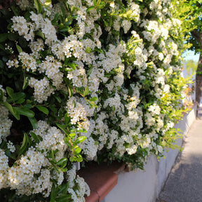 Buisson ardent - Pyracantha - 3 Pyracantha Saphyr rouge - Pyracantha coccinea Saphyr Rouge
