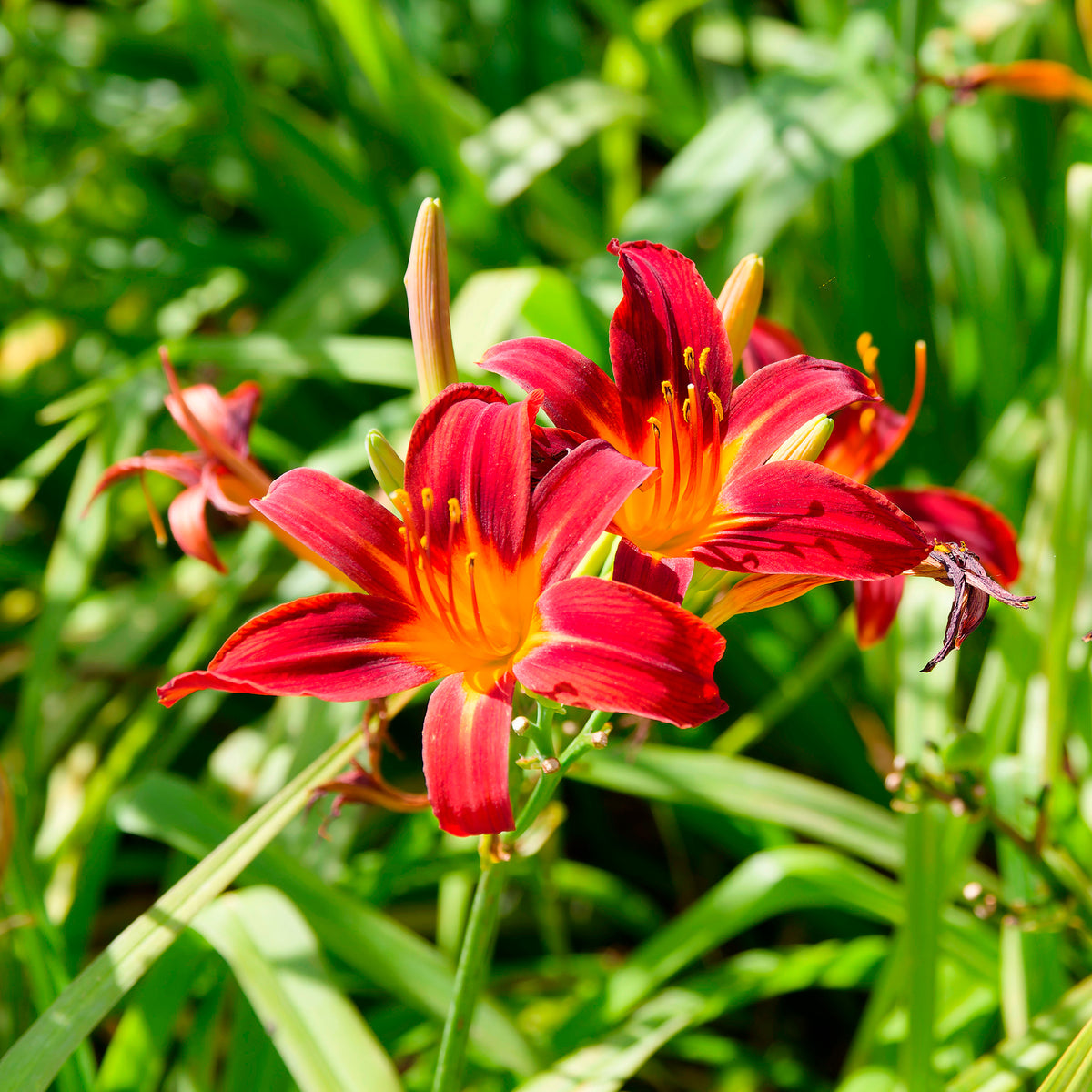 Hémérocalle Crimson Pirate - Hemerocallis Crimson Pirate - Willemse