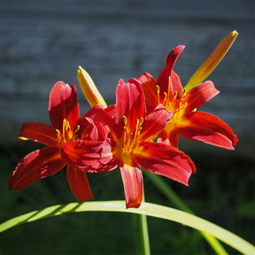 Hémérocalle - Hémérocalle Crimson Pirate - Hemerocallis Crimson Pirate