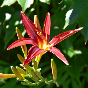 Vente Hémérocalle Crimson Pirate - Hemerocallis Crimson Pirate
