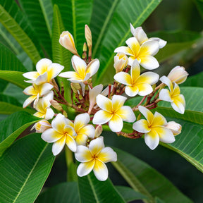 Frangipanier - Plumeria alba - Willemse