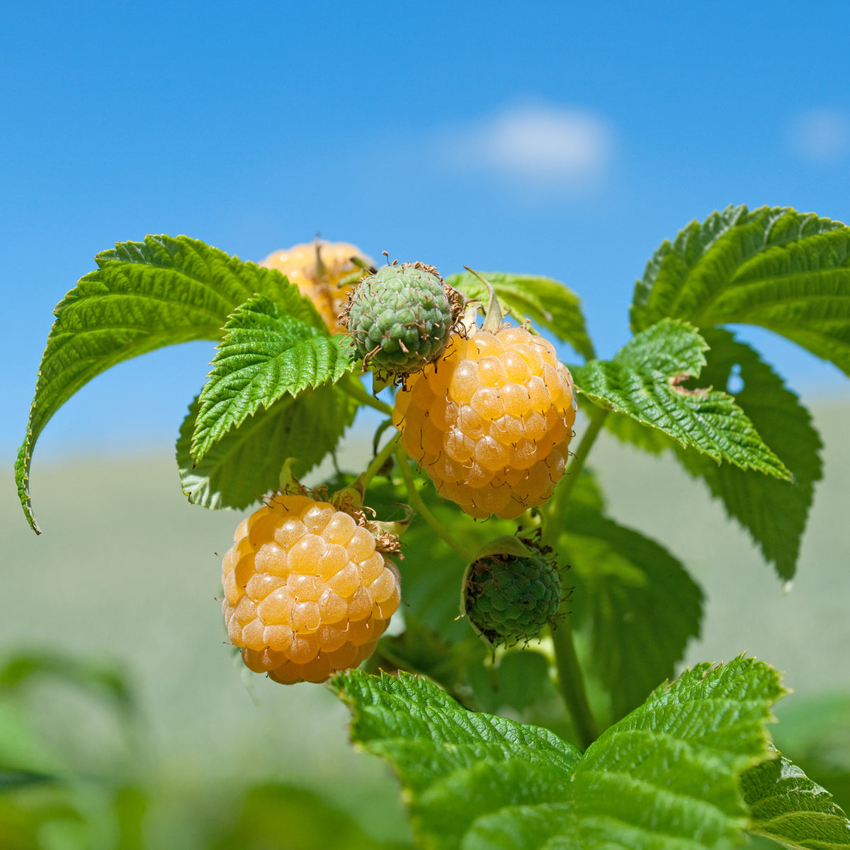Framboisier remontant Fallgold - Rubus idaeus Fallgold - Willemse