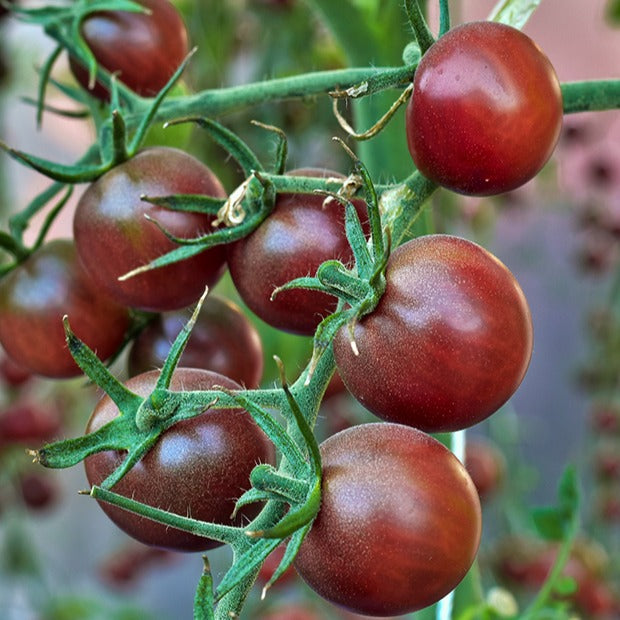 Tomate-cerise 'Chocolate Cherry' - Solanum lycopersicum chocolate cherry - Potager