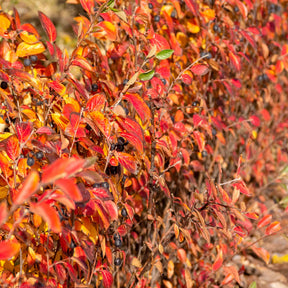 Cotonéaster - Haie de Cotonéasters - Cotoneaster lucidus