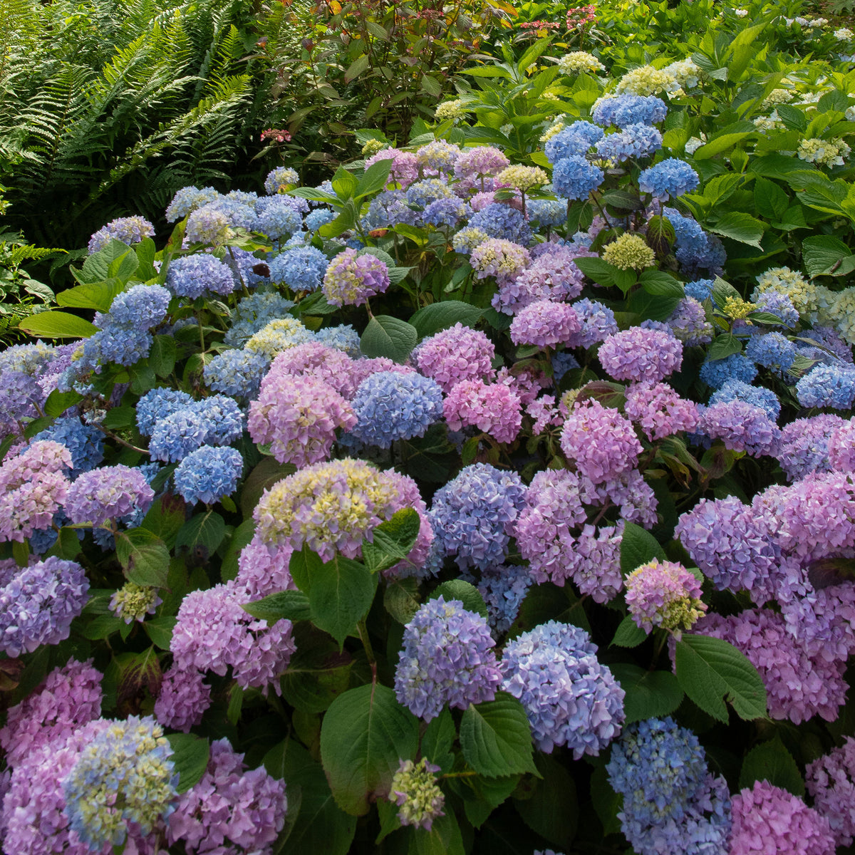 Hortensia tricolore - Hydrangea macrophylla - Willemse