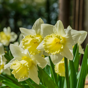 Vente 10 Narcisses Goblet - Narcisse