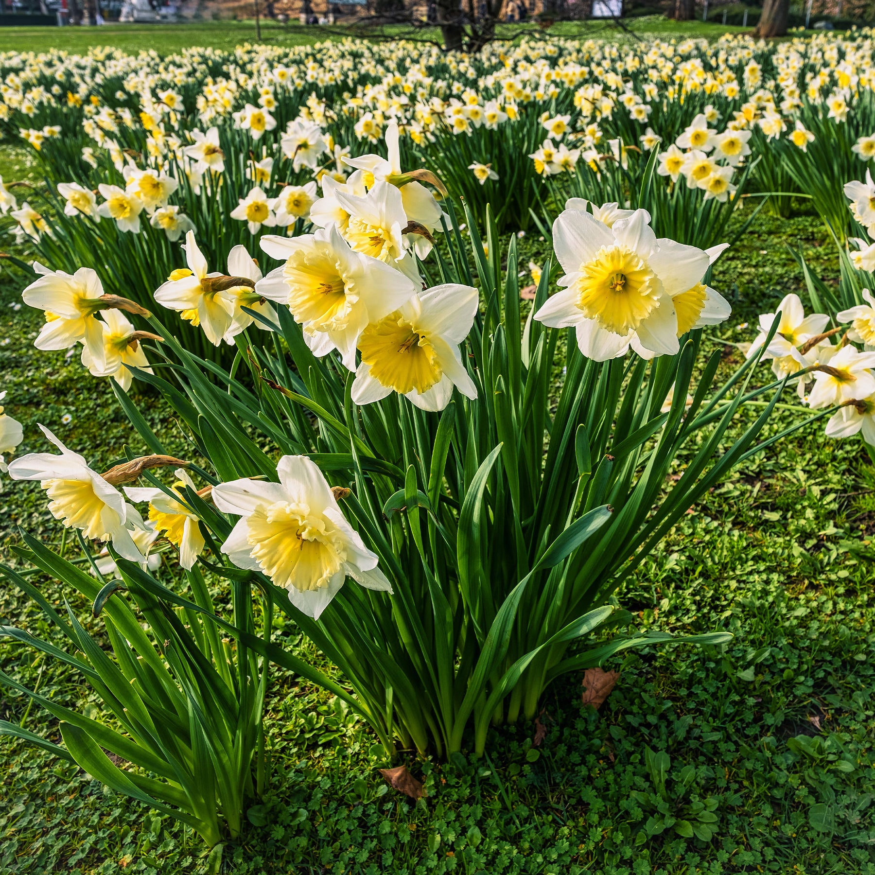 10 Narcisses Goblet - Narcissus goblet - Willemse