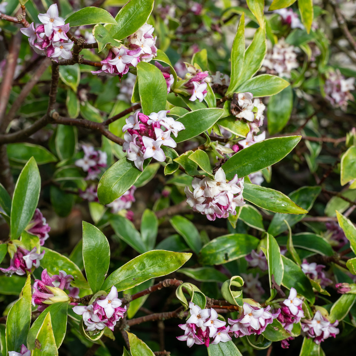 Daphne Perfum Princess - Willemse