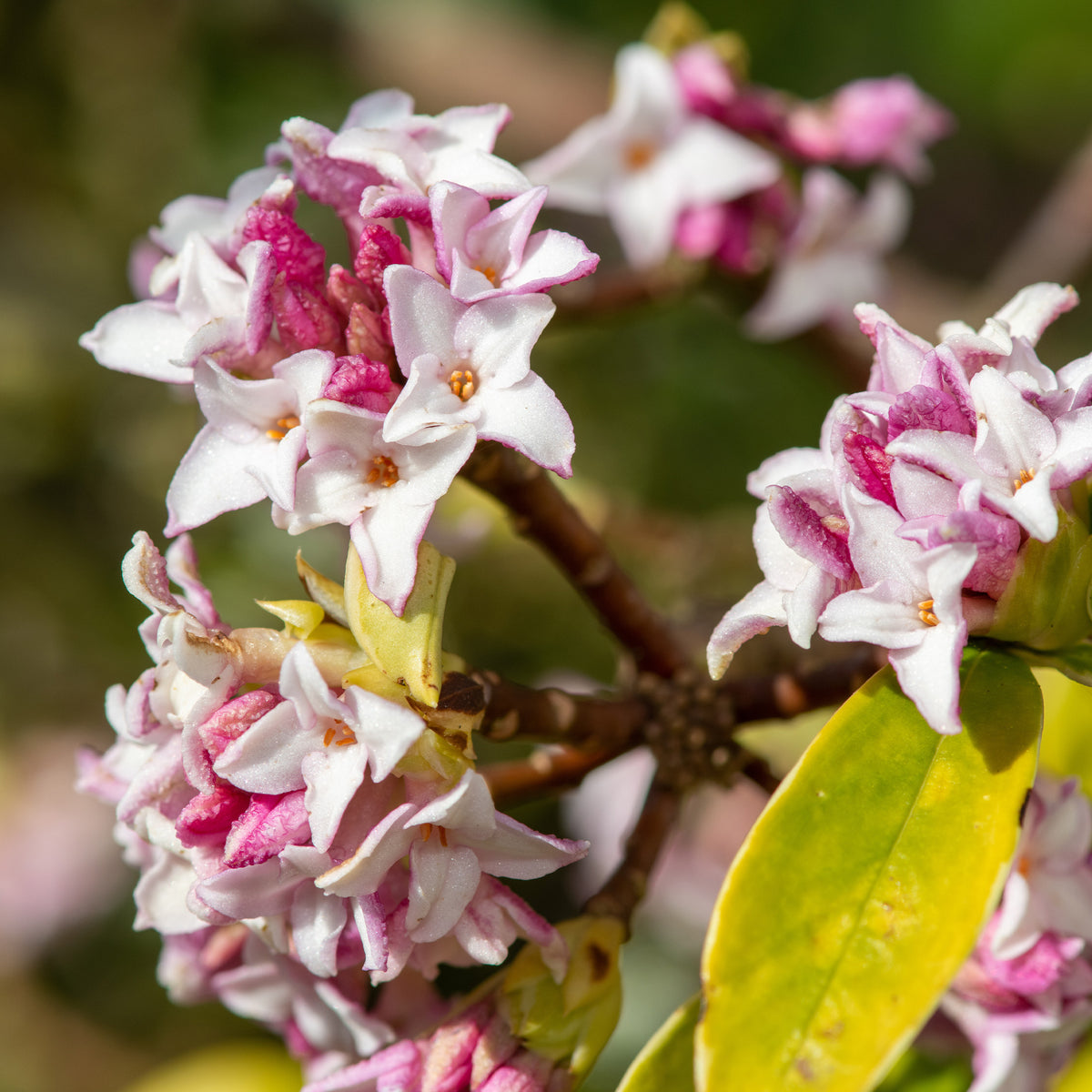 Daphne Perfum Princess - Daphne x  odora x bholua perfume princess ® - Willemse