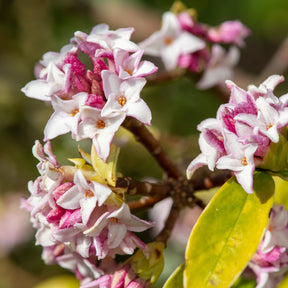 Daphne Perfum Princess - Daphne x  odora x bholua perfume princess ® - Willemse