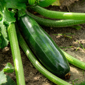 3 Plants de Courgette Tarmino F1 - Willemse