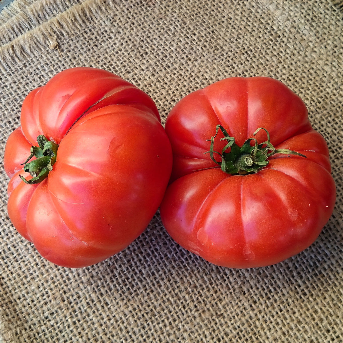 3 Plants de Tomate Marmande - Solanum lycopersicum marmande - Willemse