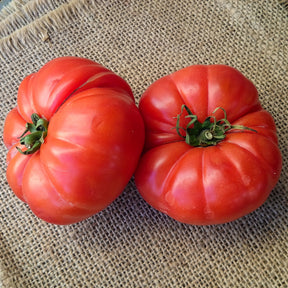 3 Plants de Tomate Marmande - Solanum lycopersicum marmande - Willemse