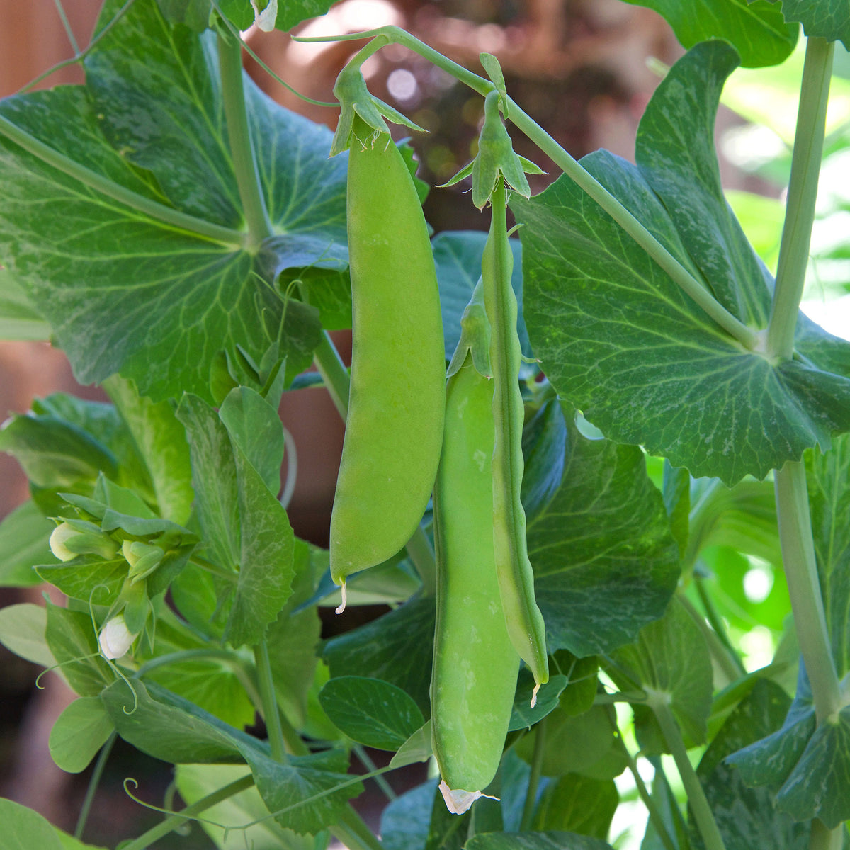 Pois mangetout Oregon Giant - Willemse