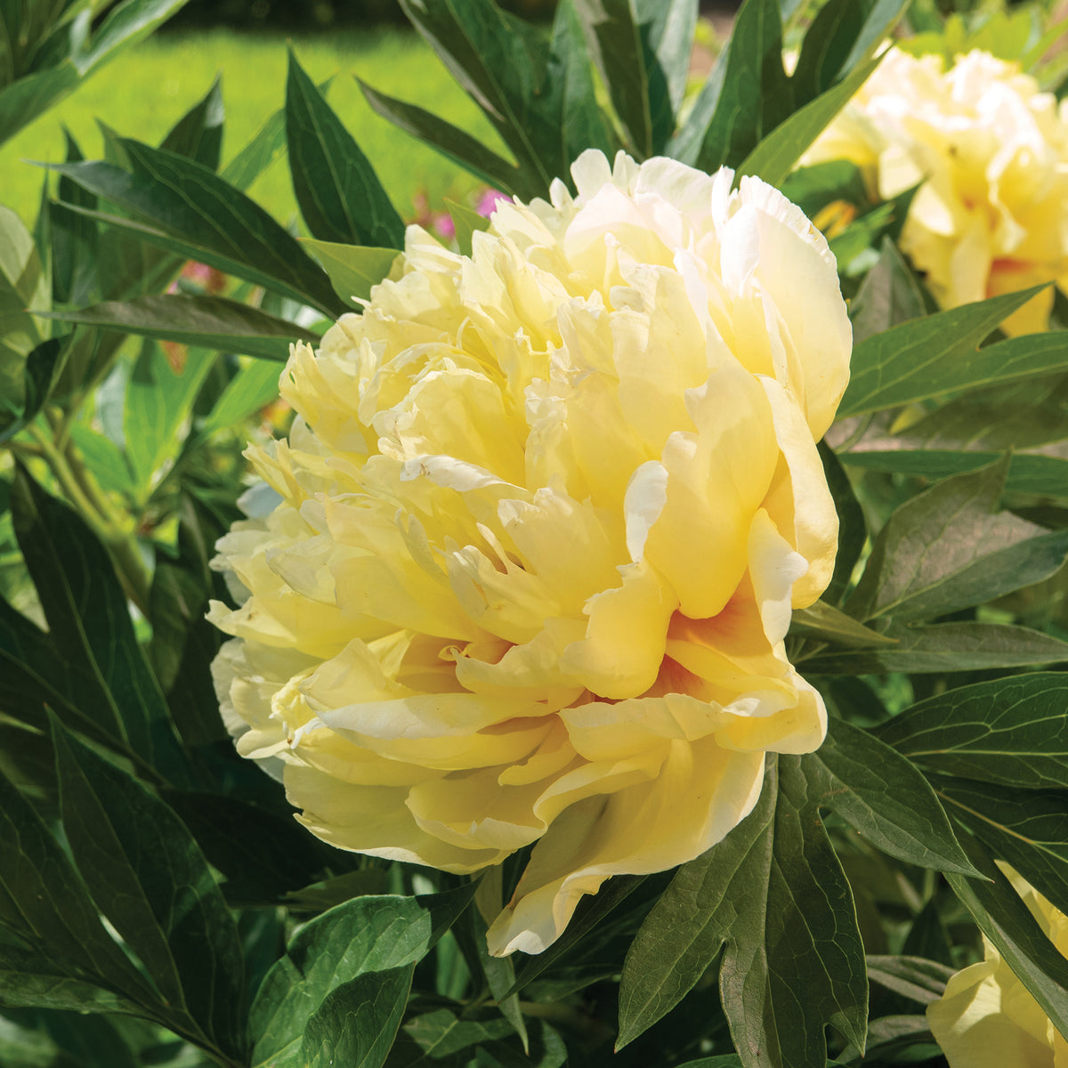 Pivoine Itoh Bartzella - Willemse