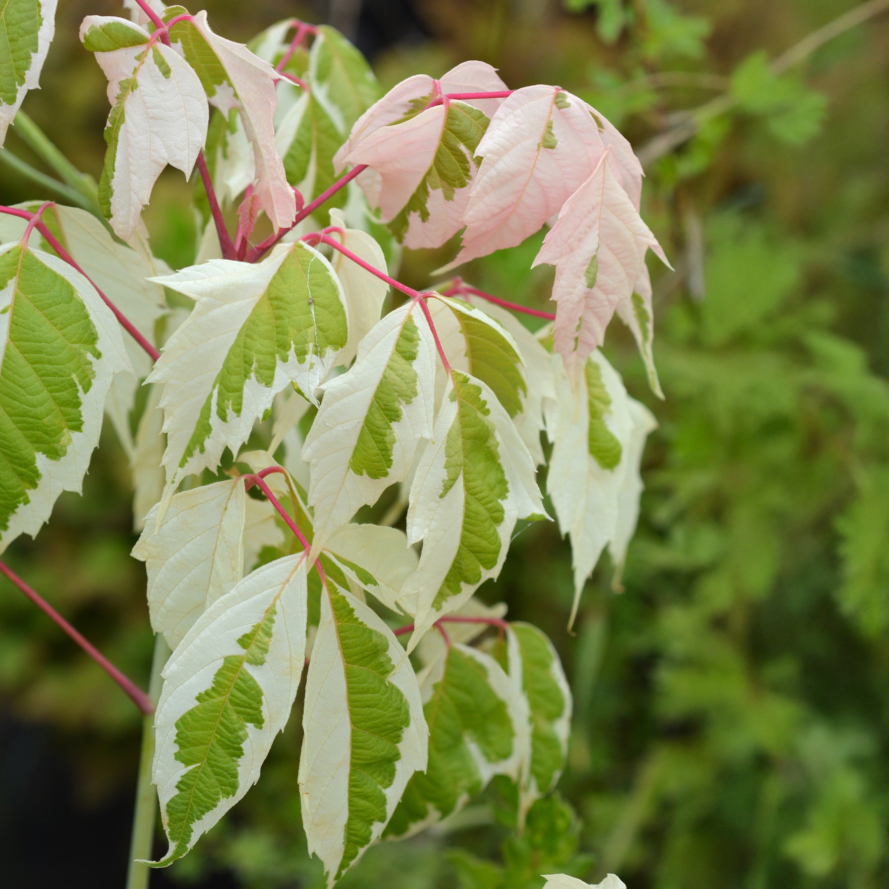 Erable à feuilles de frêne - Acer negundo flamingo - Willemse
