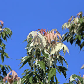 Acer negundo flamingo - Erable à feuilles de frêne - Erable