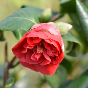 Camellia japonica Lady Campbell - Camélia du Japon à fleurs doubles rouge - Camélias