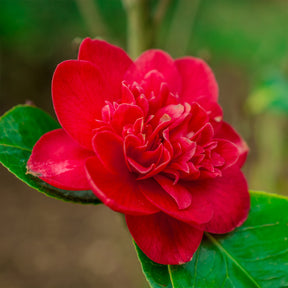 Vente Camélia du Japon à fleurs doubles rouge - Camellia japonica Lady Campbell