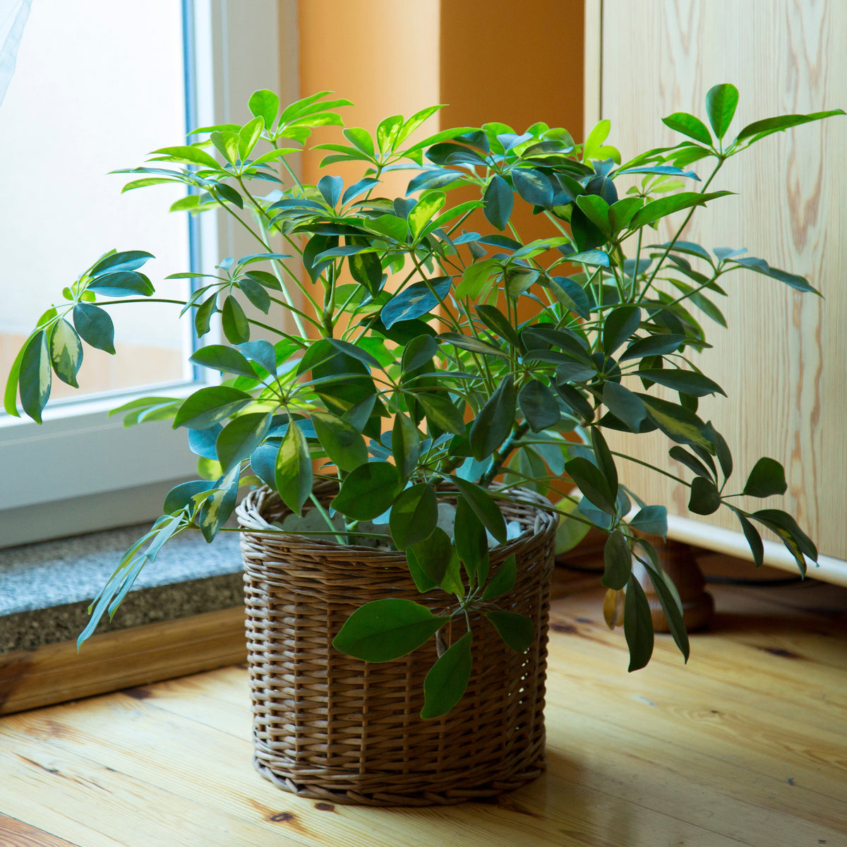 Schefflera - Willemse