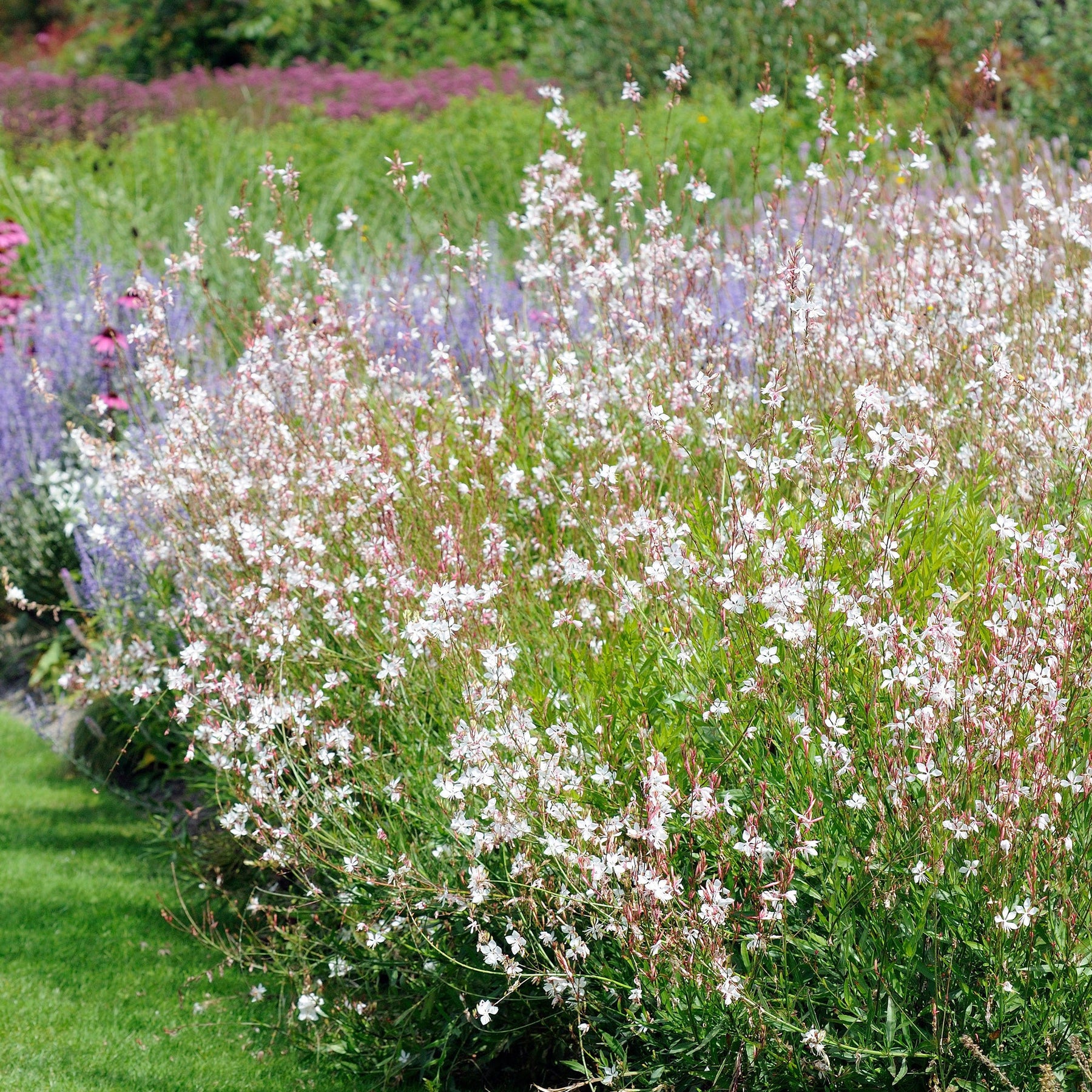 Deschampsia cespitosa, Gaura lindheimeri, Nepeta faassenii, Perovskia atriplicifolia, Echinacea pallida                 - 5 Vivaces pour massif ensoleillé  - Collections de vivaces