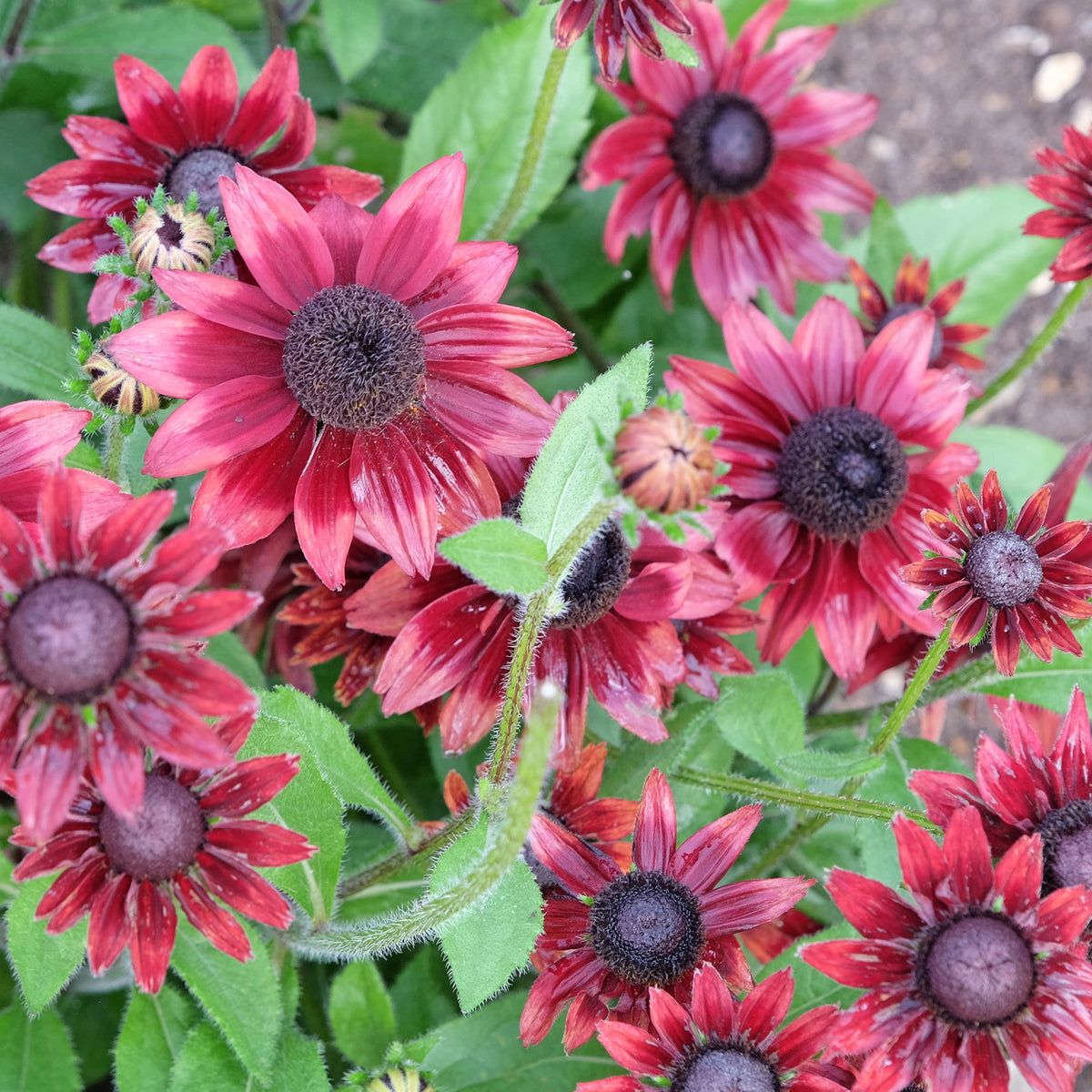 2 Rudbeckia hirta Cherry Brandy - Willemse