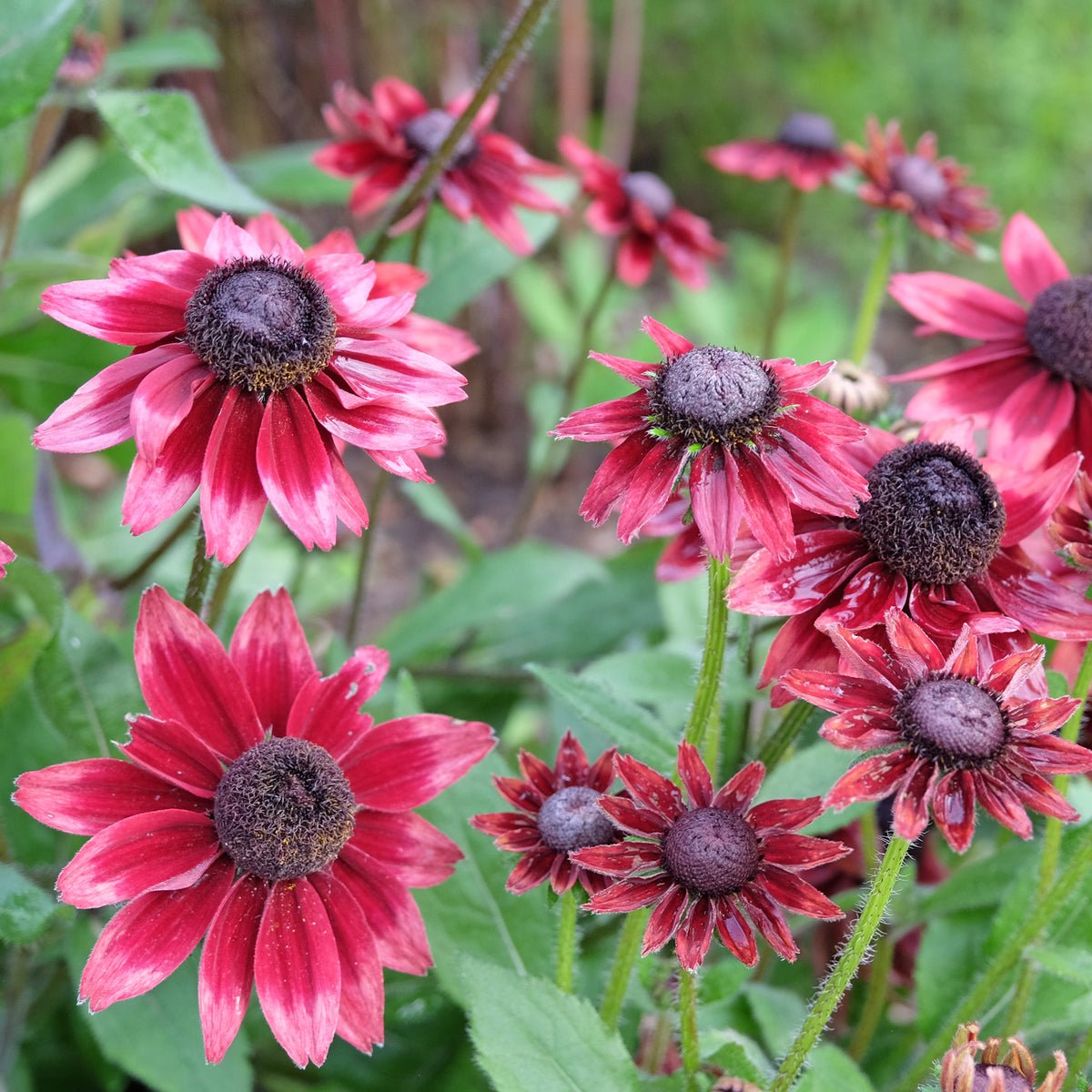 2 Rudbeckia hirta Cherry Brandy - Rudbeckias hirta cherry brandy - Willemse