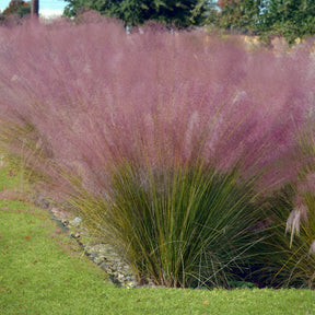 Muhlenbergia capillaris, Stipa tenuissima - 4 graminées décoratives - Graminées